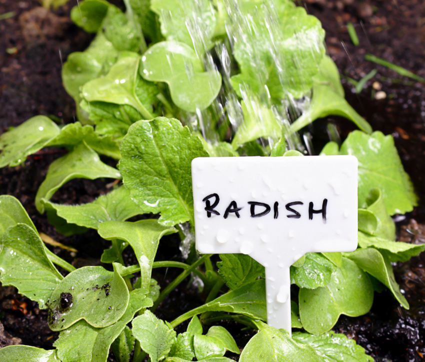 Radish Seedlings